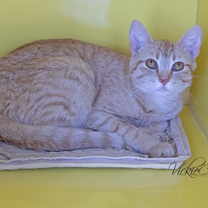 Cheddar Bob, an adoptable Domestic Short Hair in Abilene, TX, 79602 | Photo Image 1