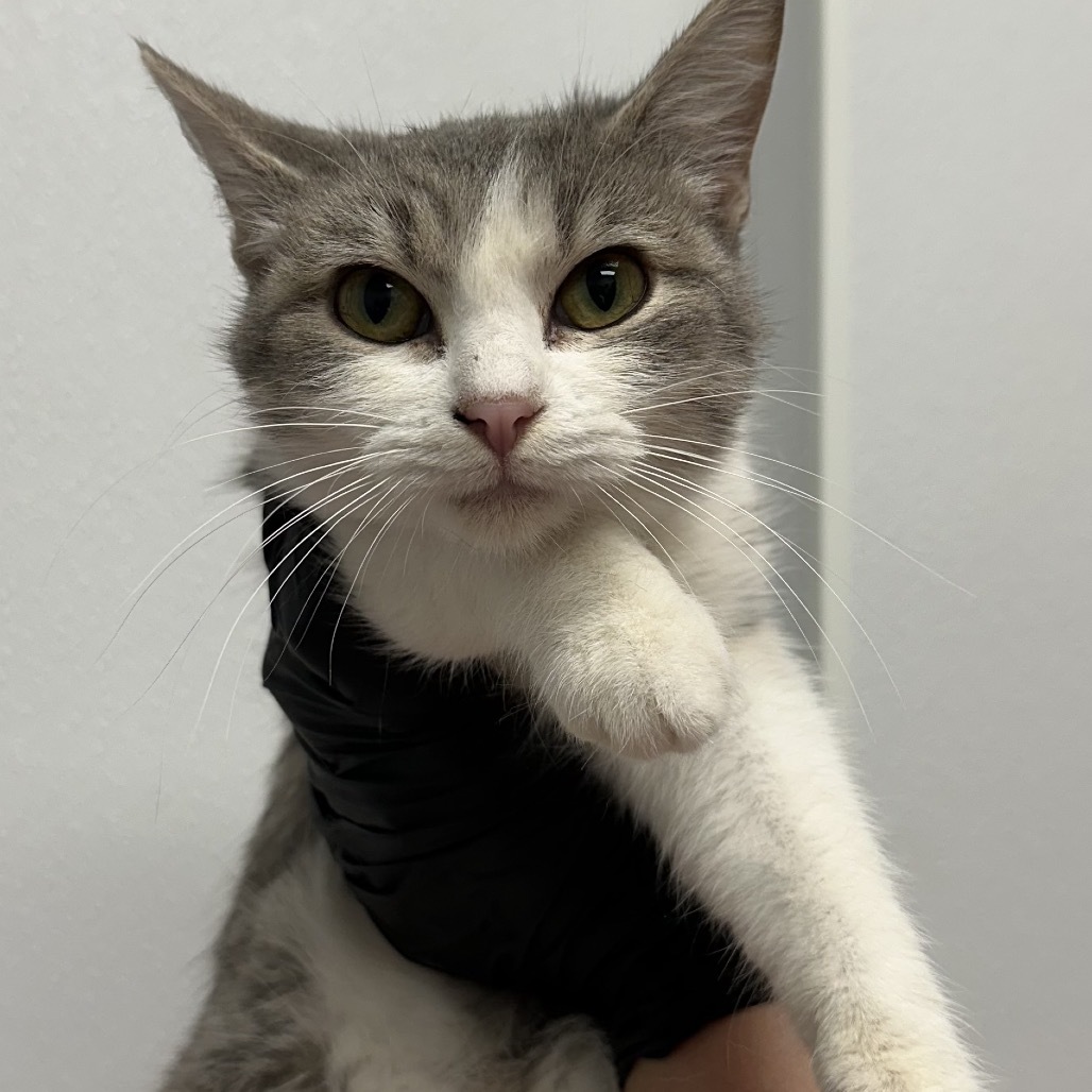 Sass-a-frass, an adoptable Domestic Short Hair in Abilene, TX, 79602 | Photo Image 1