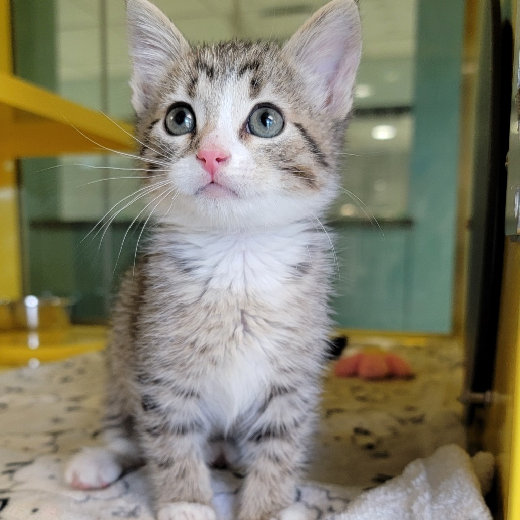 Gilly, an adoptable Domestic Short Hair in Abilene, TX, 79602 | Photo Image 1