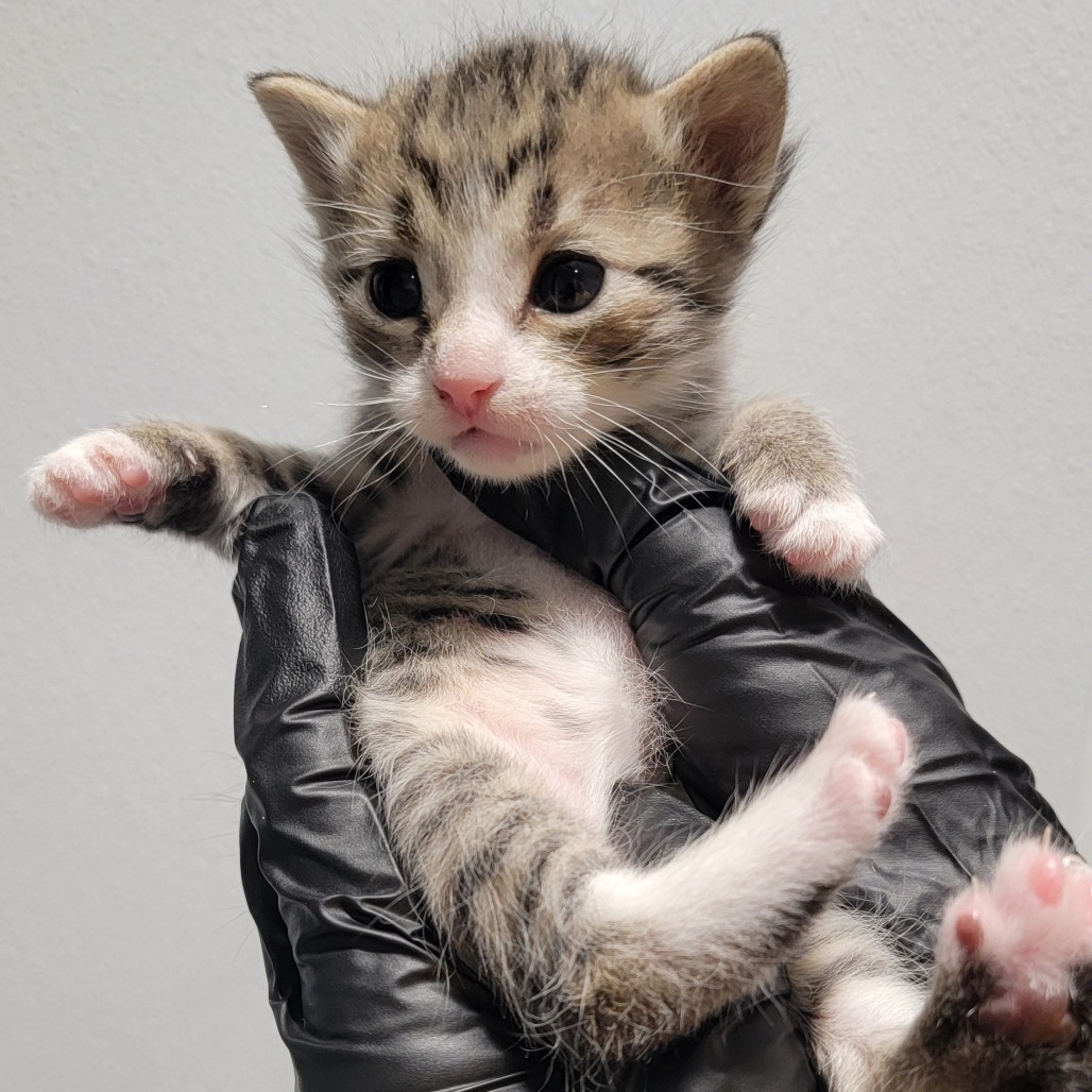 Gilly, an adoptable Domestic Short Hair in Abilene, TX, 79602 | Photo Image 2