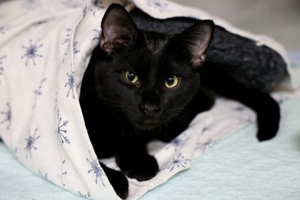 Apollo