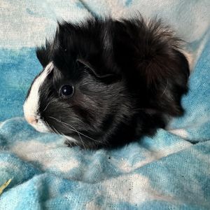 Im Acorn a young male Abyssinian guinea pig who was born in the rescue on 112423 when my mom was