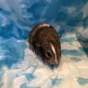 Im Olaf a young American male guinea pig who was born 22823 after someone rescued my mother and 