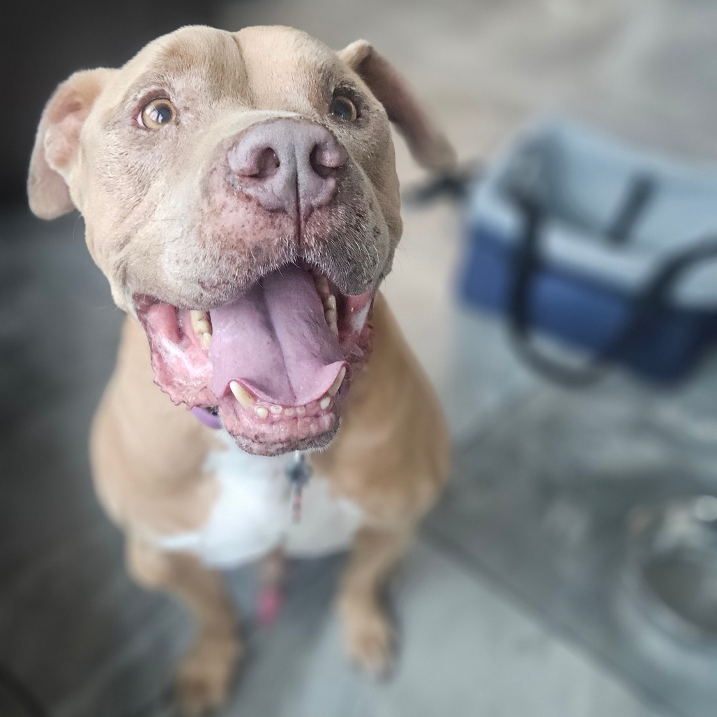 Hank