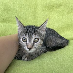Abigail, Baby Female Domestic Short Hair