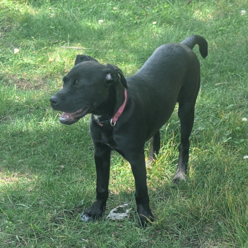 Neela