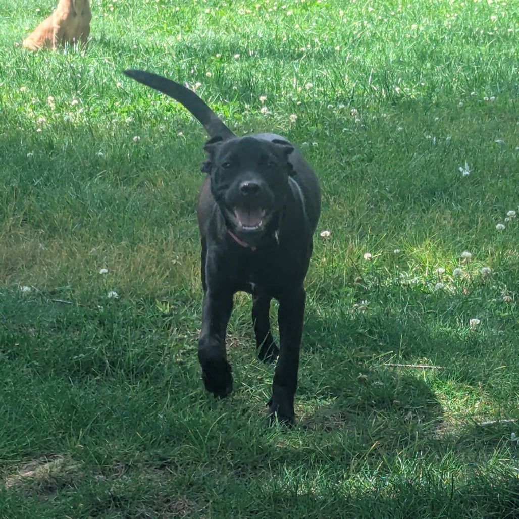 Neela
