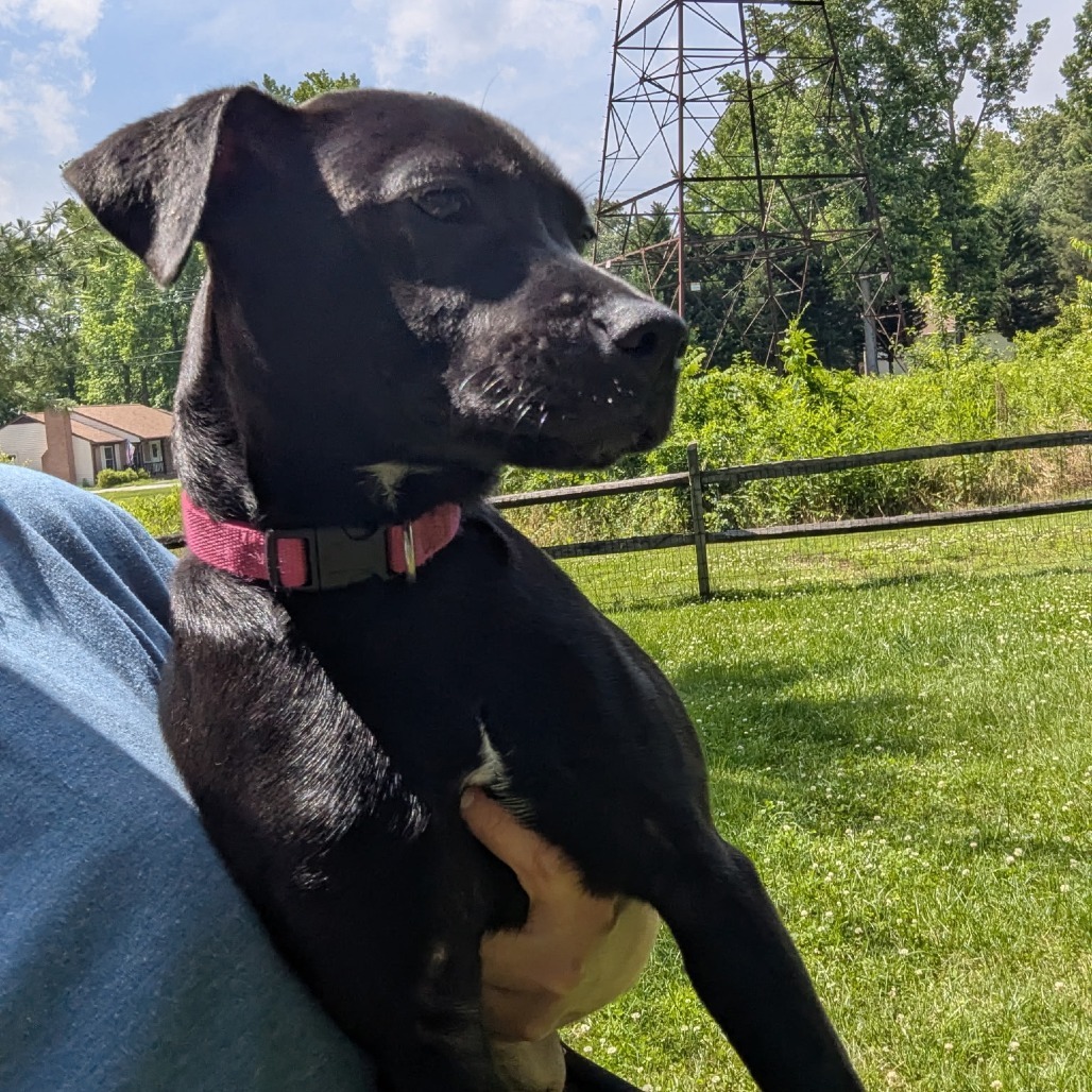 Neela