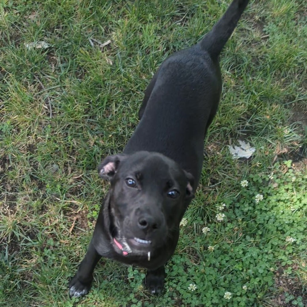 Neela