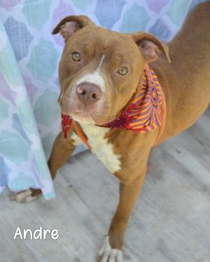 Andre, Adult Male Pit Bull Terrier