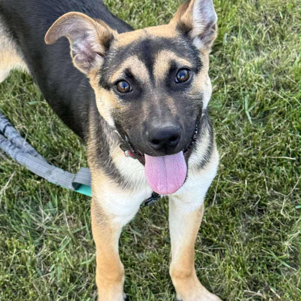 Dior, an adoptable Mixed Breed in Sioux Falls, SD, 57106 | Photo Image 1