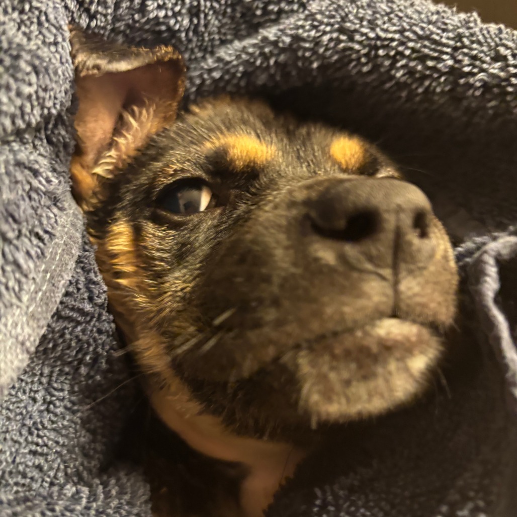 Dior, an adoptable Mixed Breed in Sioux Falls, SD, 57106 | Photo Image 1