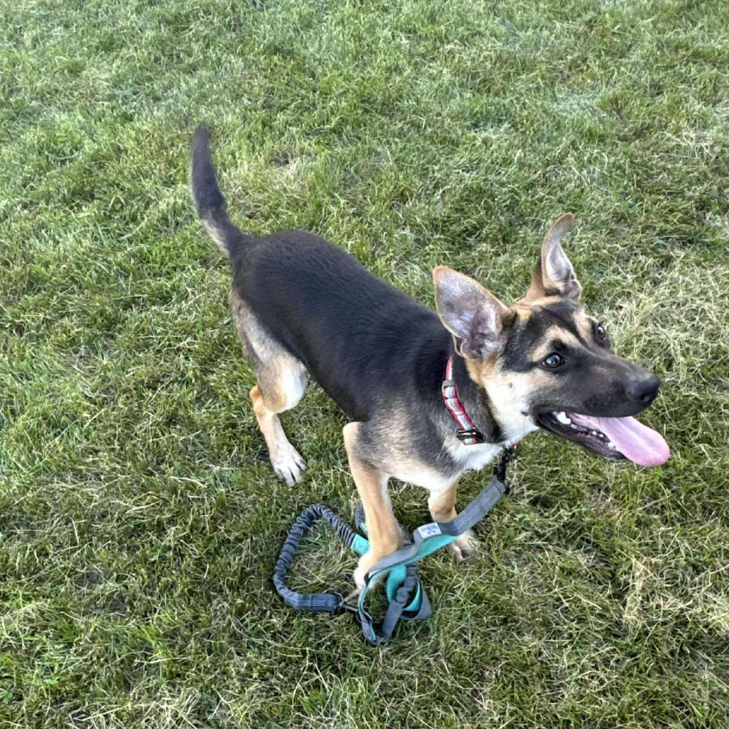 Dior, an adoptable Mixed Breed in Sioux Falls, SD, 57106 | Photo Image 2