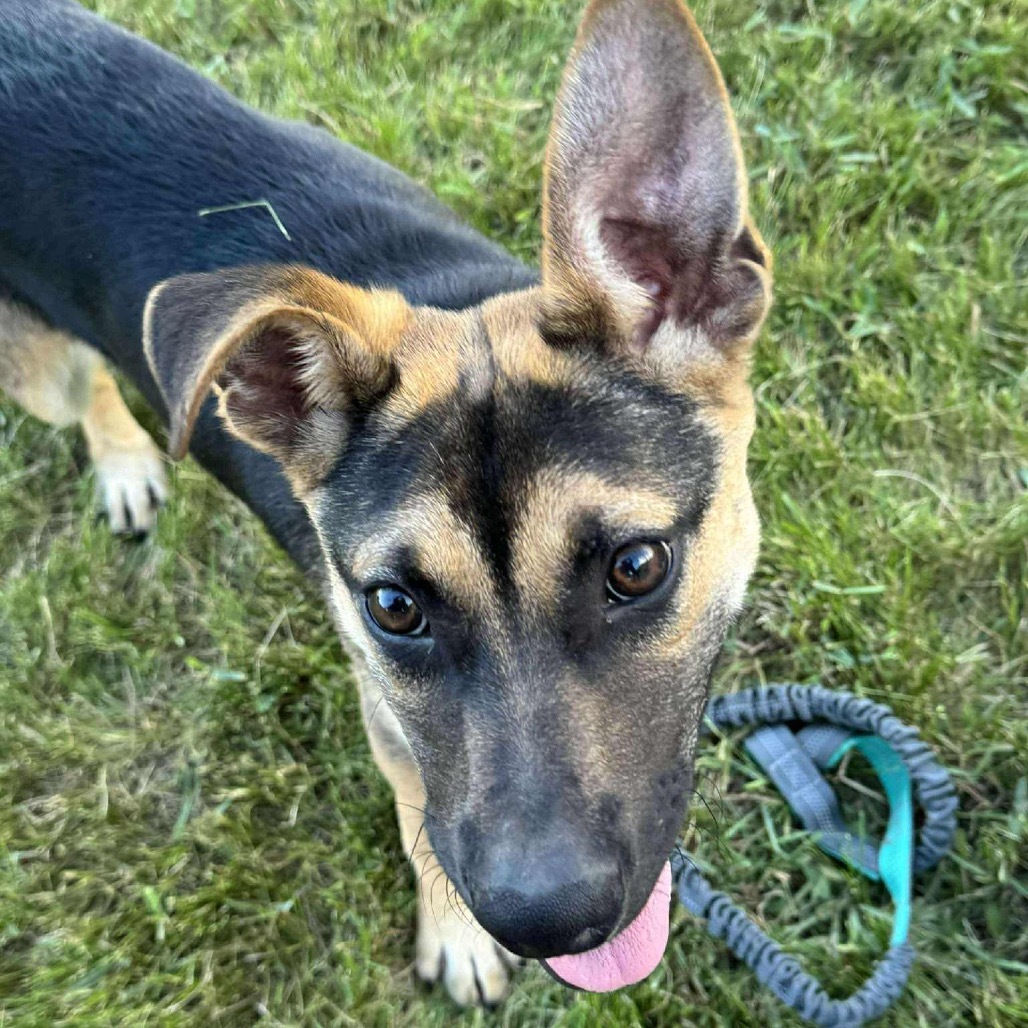 Dior, an adoptable Mixed Breed in Sioux Falls, SD, 57106 | Photo Image 3