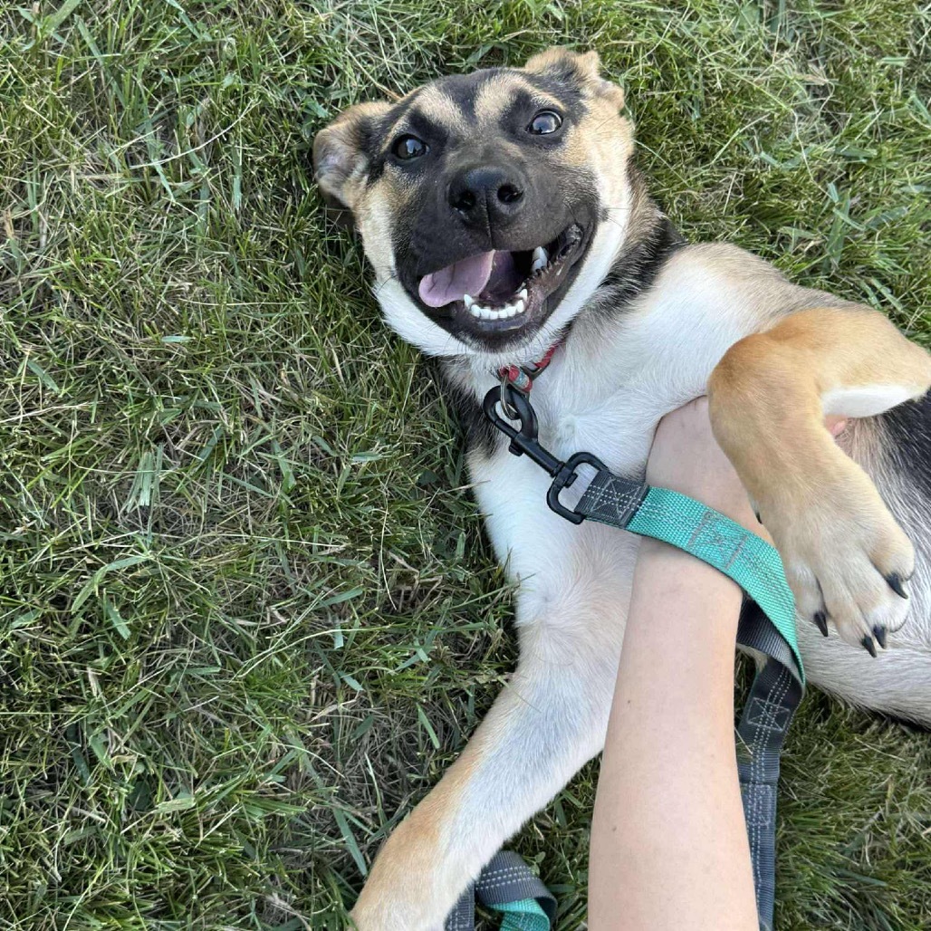 Dior, an adoptable Mixed Breed in Sioux Falls, SD, 57106 | Photo Image 4