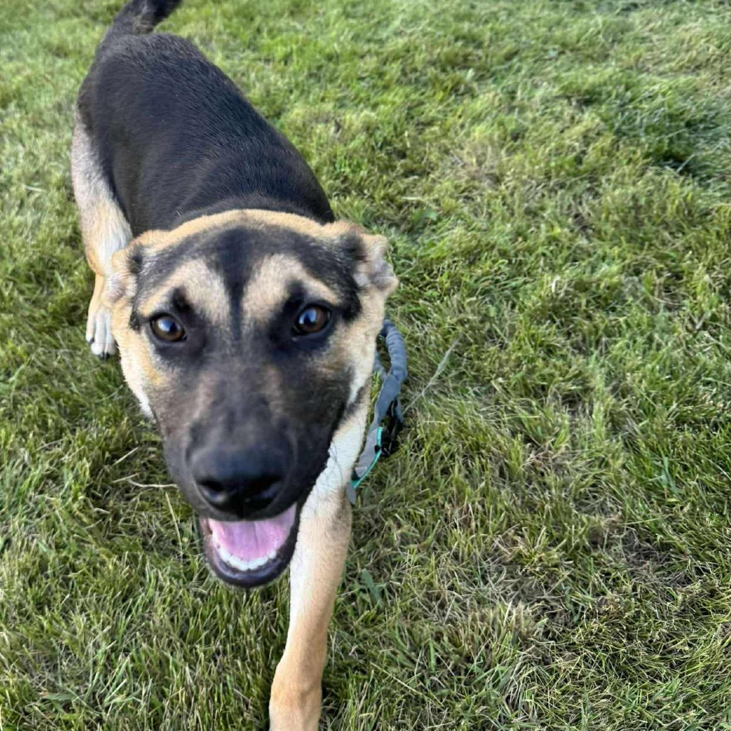 Dior, an adoptable Mixed Breed in Sioux Falls, SD, 57106 | Photo Image 5