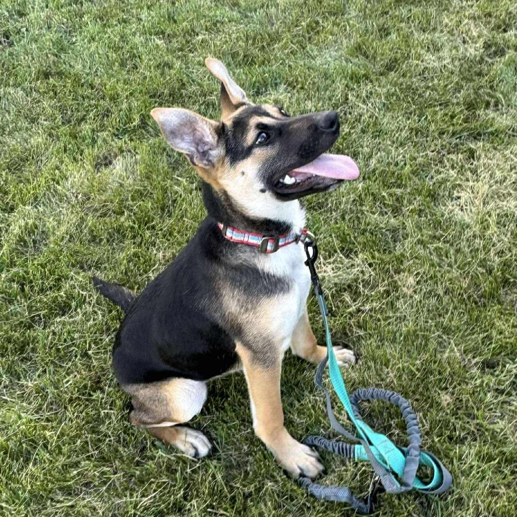 Dior, an adoptable Mixed Breed in Sioux Falls, SD, 57106 | Photo Image 6