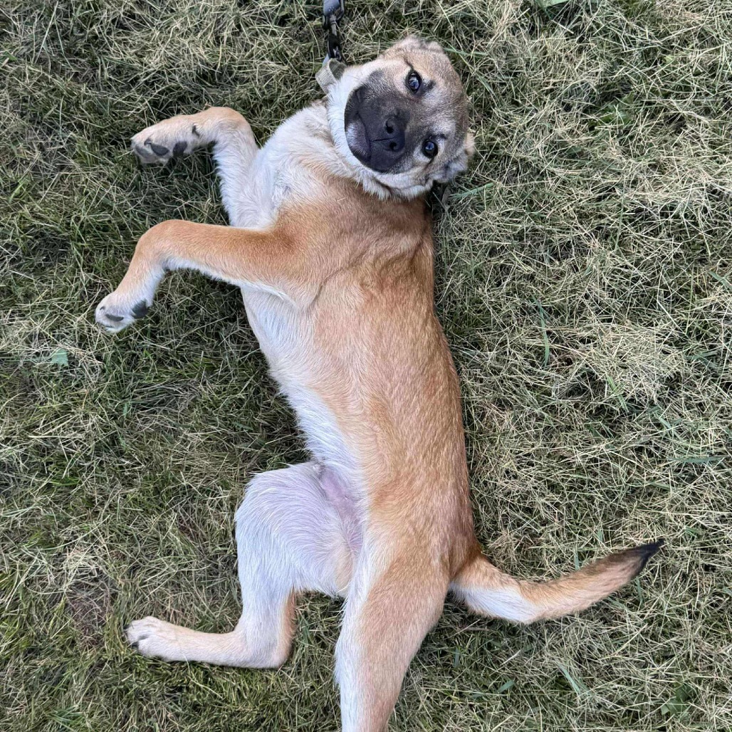 Revlon, an adoptable Mixed Breed in Sioux Falls, SD, 57106 | Photo Image 1