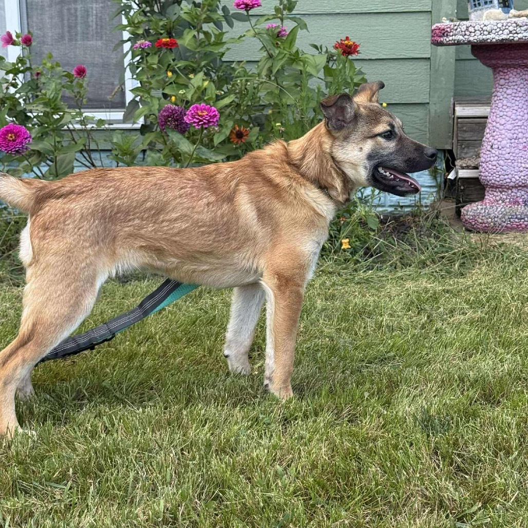 Revlon, an adoptable Mixed Breed in Sioux Falls, SD, 57106 | Photo Image 2