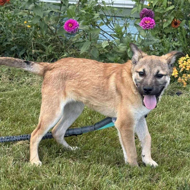 Revlon, an adoptable Mixed Breed in Sioux Falls, SD, 57106 | Photo Image 3