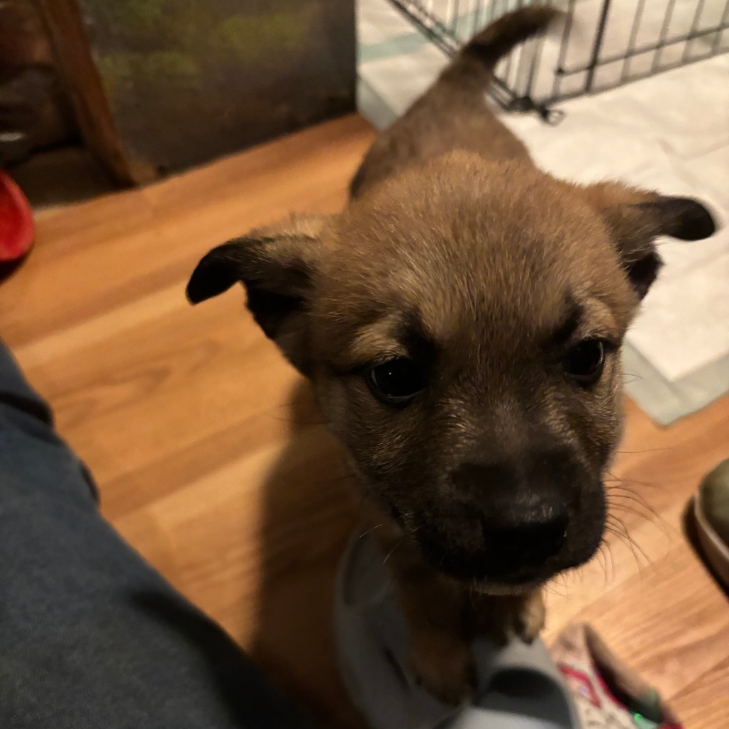 Revlon, an adoptable Mixed Breed in Sioux Falls, SD, 57106 | Photo Image 2
