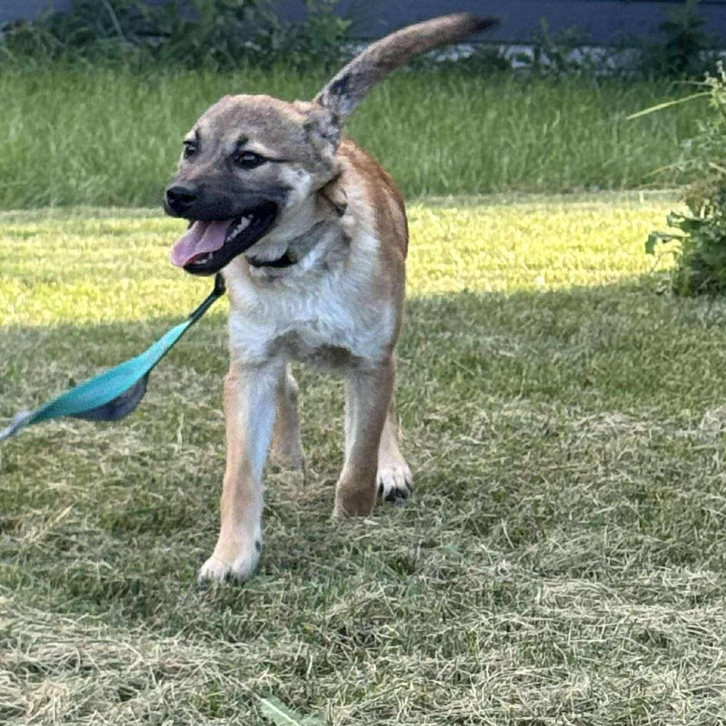 Revlon, an adoptable Mixed Breed in Sioux Falls, SD, 57106 | Photo Image 4