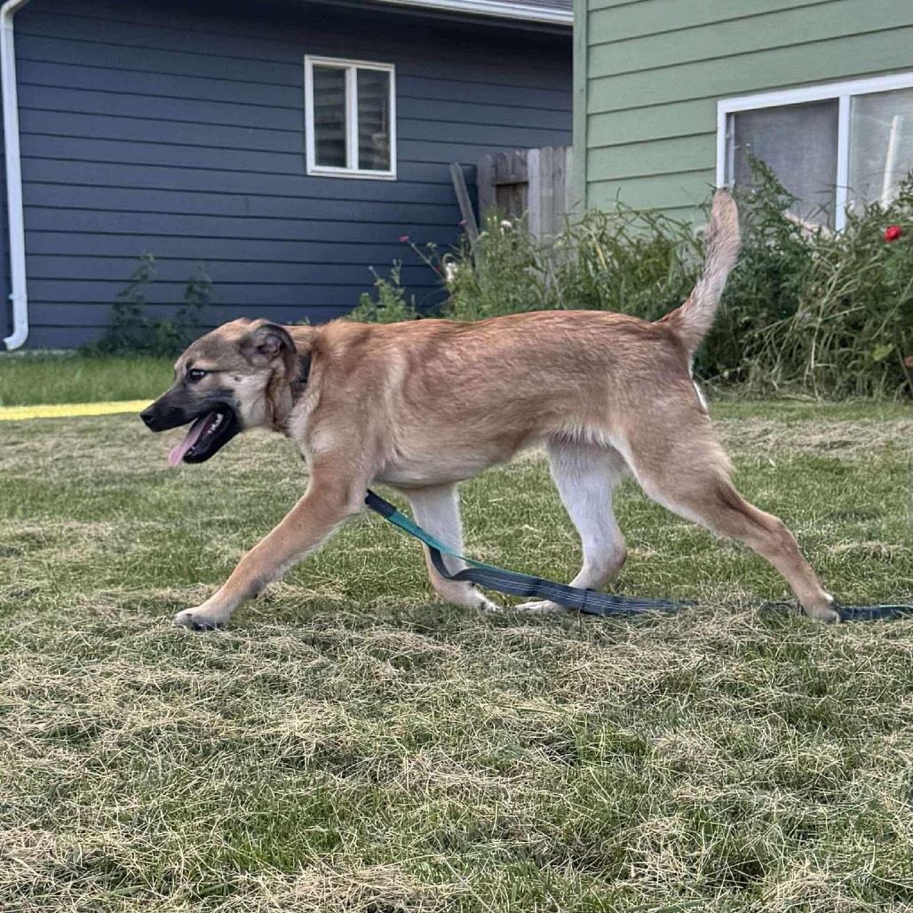Revlon, an adoptable Mixed Breed in Sioux Falls, SD, 57106 | Photo Image 5