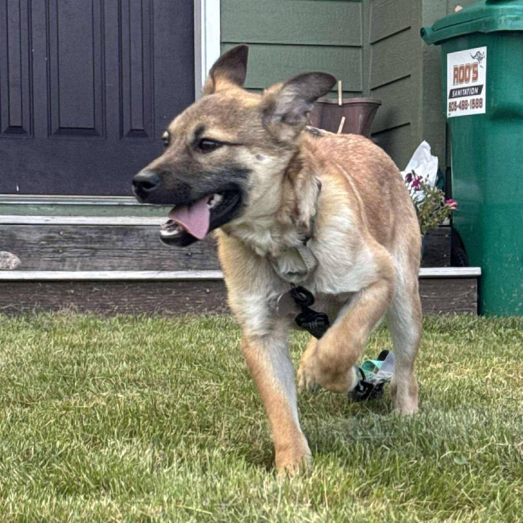 Revlon, an adoptable Mixed Breed in Sioux Falls, SD, 57106 | Photo Image 6