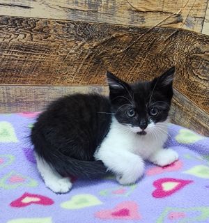 Rainy, Baby Female Domestic Short Hair
