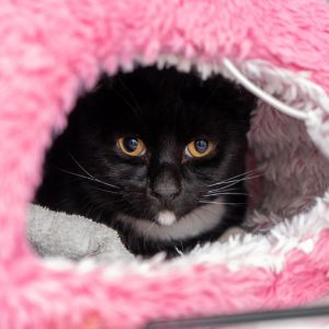I just arrived at Animal Haven Please check back soon for more info about me