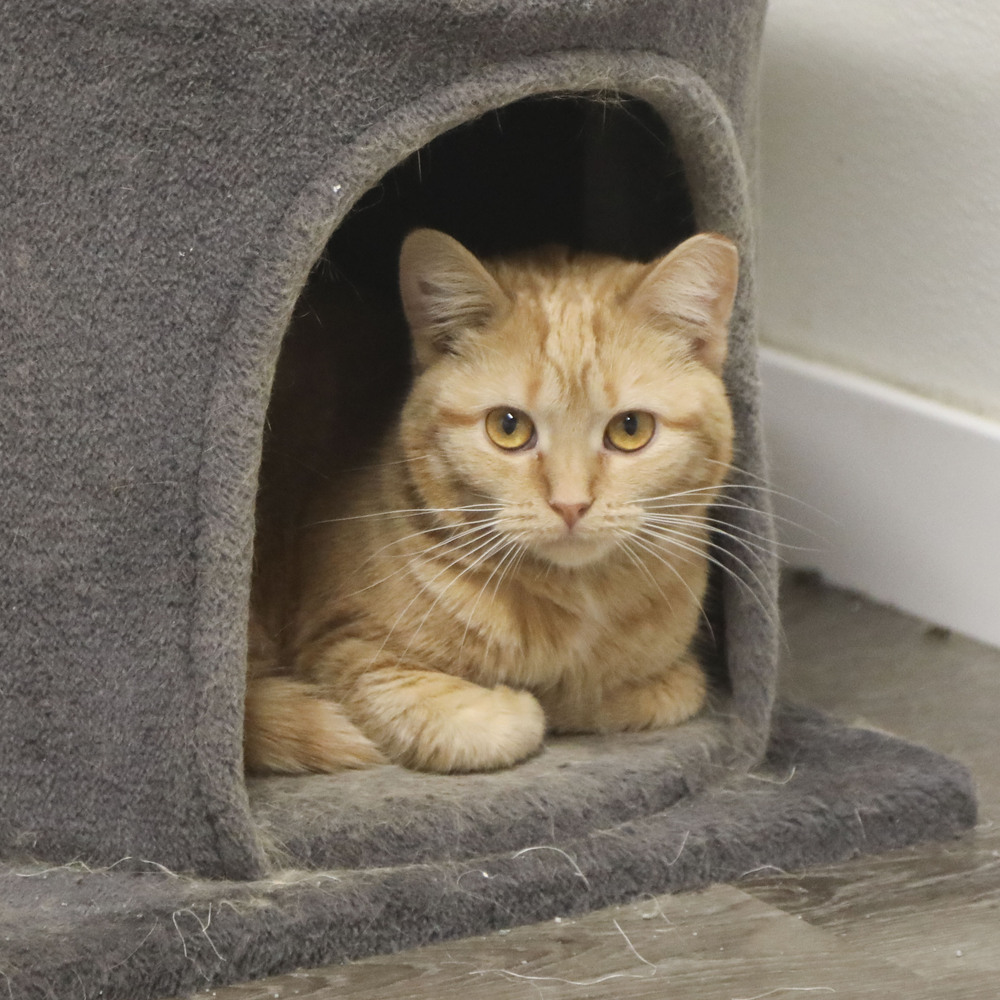Hesther, an adoptable Domestic Medium Hair, Tabby in Westfield, WI, 53964 | Photo Image 1
