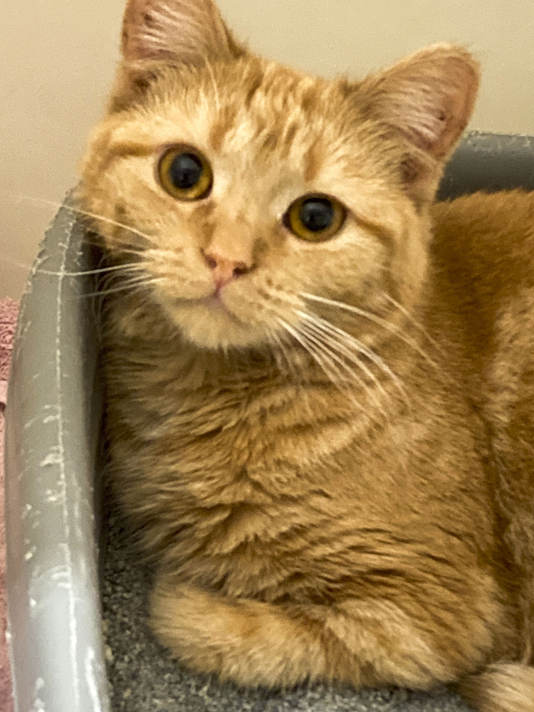 Hesther, an adoptable Domestic Medium Hair, Tabby in Westfield, WI, 53964 | Photo Image 2