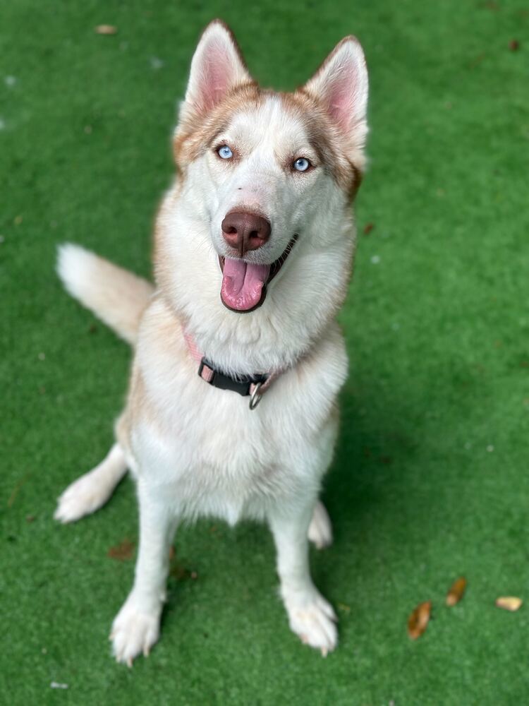 Penny