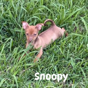 Snoopy Chi (Dallas), Baby Male Chihuahua