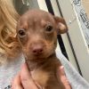 Snoopy Chi (Dallas) photo 2