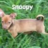 Snoopy Chi (Dallas) photo 3