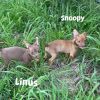 Snoopy Chi (Dallas) photo 4