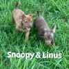 Snoopy Chi (Dallas) photo 5
