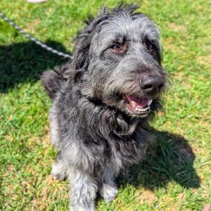 Obi Luca Bearded Collie Dog