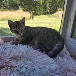 Lynwood May, Baby Male Domestic Short Hair