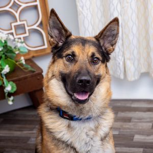 Beautiful Baked Alaska knows sit place and come This 3-year-old boy enjoys soliciting pets