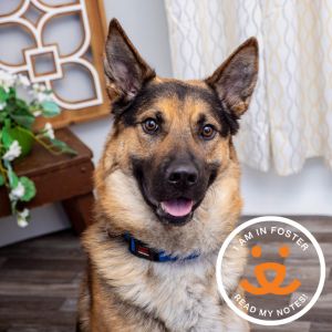 Meet Baked Alaska a sweet playful and well-mannered 3-year-old pup who loves hikes cuddles car 