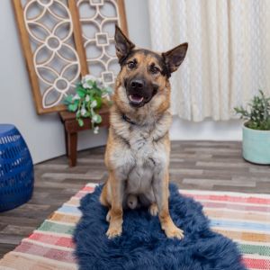 Meet Baked Alaska a sweet playful and well-mannered 3-year-old pup who loves hikes cuddles car 