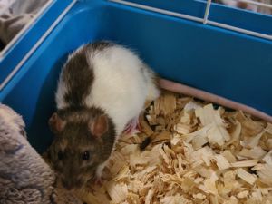 Stripe and Gizmo are chilling in a foster home until their forever home comes along They are very c