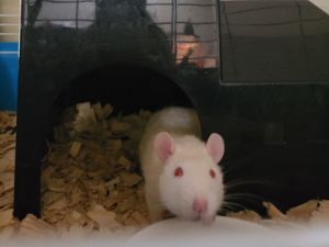 Stripe and Gizmo are chilling in a foster home until their forever home comes along They are very c