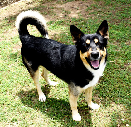 Sammy