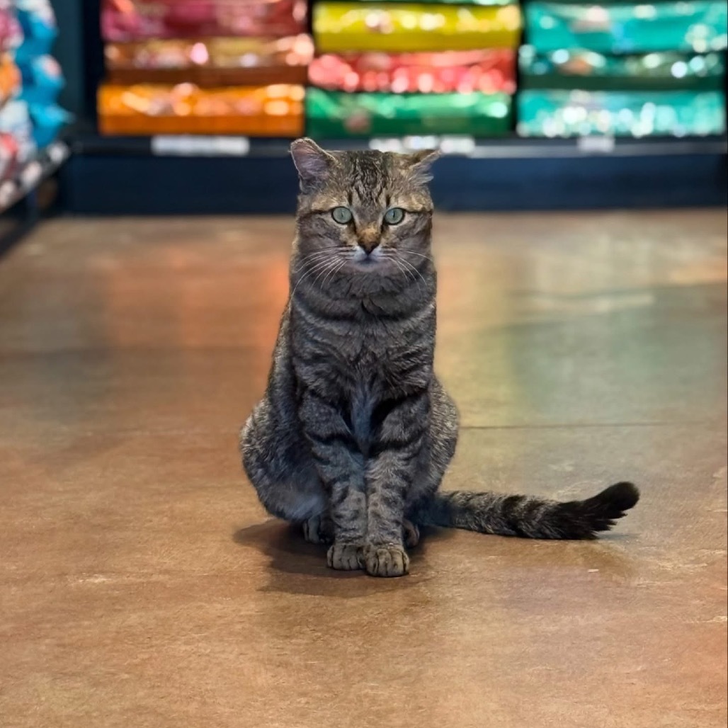 Squeaky, an adoptable Domestic Short Hair in Boulder, CO, 80304 | Photo Image 1