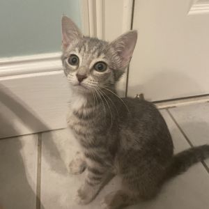 Meet Jaxie and Jose an inseparable pair of playful kittens These bonded besties love chasing balls