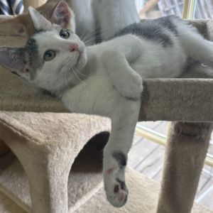 Possum, Baby Male Domestic Short Hair