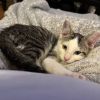Possum photo 2